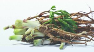 Herbal Roots